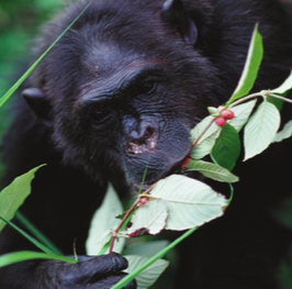 Monkey chewing on leaves